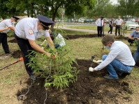В Туле посадили еловую аллею в честь 85-летию со дня образования ГАИ-ГИБДД, Фото: 12