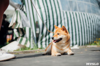 Всероссийская выставка собак в Туле: серьезные сенбернары, изящные пудели и милые шпицы, Фото: 12