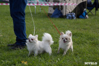 В Туле прошла Всероссийская выставка собак , Фото: 30