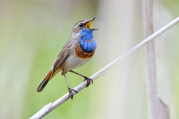 Почему не все синицы синие: Тульский бердвотчер рассказала о фотоохоте на птиц, Фото: 33