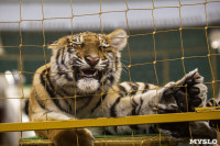 Фитнес для тигрят: как воспитываются будущие звезды цирка?, Фото: 20