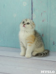 Выставка кошек в Искре, Фото: 6