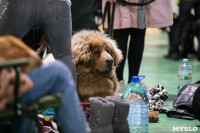 Выставка собак в Туле, Фото: 119