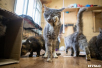 Волонтеры спасли кошек из адской квартиры, Фото: 64
