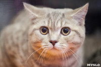 В Туле прошла выставка «Пряничные кошки» , Фото: 39