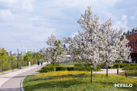 Цветущая Тула, Фото 54