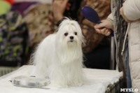 В Туле прошла Всероссийская выставка собак всех пород, Фото: 37