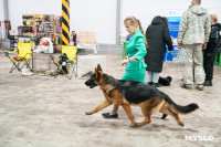 Сиба-ину, шпицы и алабаи: в Туле состоялась выставка собак, Фото: 15