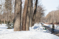В Белоусовском парке спиливают деревья, Фото: 1