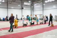 Сиба-ину, шпицы и алабаи: в Туле состоялась выставка собак, Фото: 50