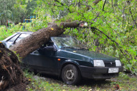 На автомобиль упало дерево, Фото: 5