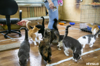 Кошки из адской квартиры, Фото: 29
