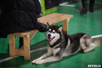 Выставка собак в Туле 24.11, Фото: 21