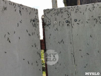 Деревню под Тулой атаковали прожорливые гусеницы , Фото: 29