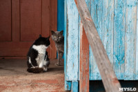 Тульские котики, Фото: 25