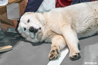 Выставка собак в Туле 26.01, Фото: 30