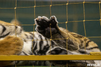 Фитнес для тигрят: как воспитываются будущие звезды цирка?, Фото: 19
