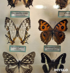 Экспозиция тропических насекомых в Тульском экзотариуме, Фото: 6
