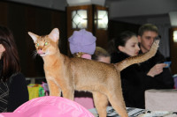 В Туле прошла международная выставка кошек, Фото: 18