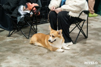 Сиба-ину, шпицы и алабаи: в Туле состоялась выставка собак, Фото: 2