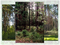 Таёжные леса и карстовые болота: какие уникальные экосистемы есть в Тульской области, Фото: 2