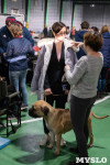 Выставка собак в Туле 24.11, Фото: 76