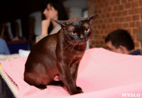 Выставка кошек в Искре, Фото: 35