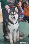 Выставка собак в Туле 26.01, Фото: 62