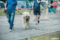Всероссийская выставка собак в Туле, Фото: 3