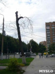 «Сушняк-2019 Тула». Городской хит-парад засохших деревьев, Фото: 168