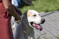 В Туле прошла выставка собак всех пород: фоторепортаж, Фото: 37