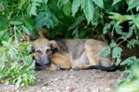 Собаки на тульской метеостанции, Фото: 5