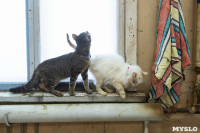 Волонтеры спасли кошек из адской квартиры, Фото: 13