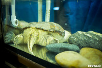 Черепахи в экзотариуме, Фото: 5