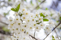 Майские цветы в Туле, Фото: 28