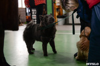 Выставка собак в Туле , Фото: 9