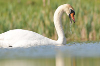 Фотографии дикой природы Даниила Маликова., Фото: 2