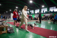 Выставка собак в Туле, Фото: 28