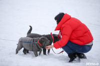 В Туле прошла Всероссийская выставка собак, Фото: 13