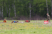 В Туле состоялись собачьи бега, Фото: 38