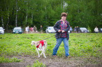 В Туле состоялись собачьи бега, Фото: 56