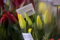 Леруа Мерлен Цветы к празднику, Фото: 57