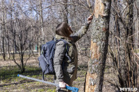 Кто и как решает, какие деревья нужно удалять в Центральном парке Тулы, Фото: 36