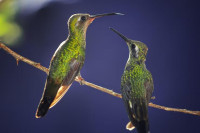 , Фото: 2