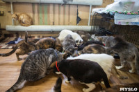 Волонтеры спасли кошек из адской квартиры, Фото: 39
