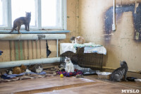 Волонтеры спасли кошек из адской квартиры, Фото: 12