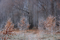 Тульский ноябрь, Фото: 4