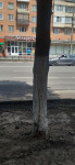 Повредили деревья на Красноармейском проспекте, Фото: 3