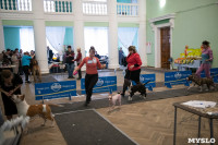 Выставка собак в Туле, Фото: 53