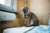Волонтеры спасли кошек из адской квартиры, Фото: 86